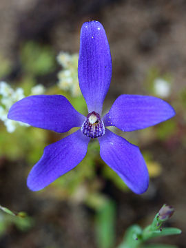 Cyanicula gemmata