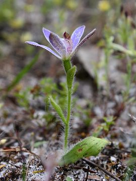 Cyanicula gertrudiae