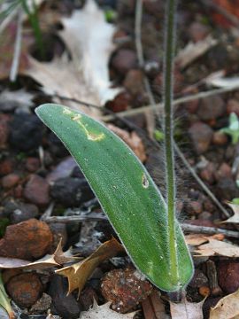 Cyanicula sericea