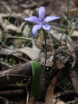 Cyanicula sericea