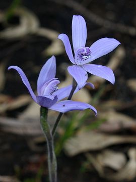 Cyanicula sericea