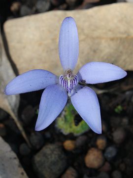 Cyanicula sp. ‘Dale’