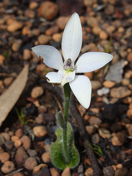 Cyanicula sp. ‘Dale’