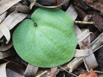 Cyrtostylis huegelii