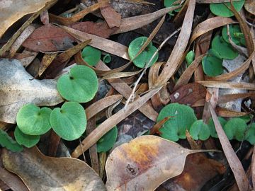 Cyrtostylis huegelii