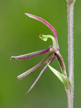 Cyrtostylis huegelii