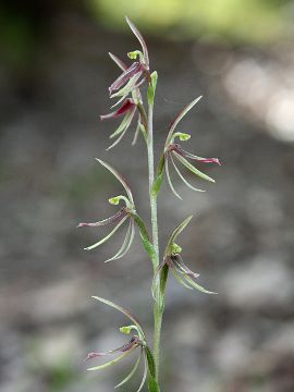 Cyrtostylis huegelii