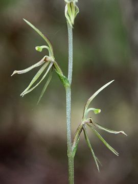 Cyrtostylis huegelii