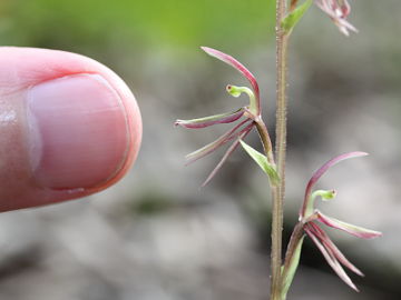 Cyrtostylis huegelii