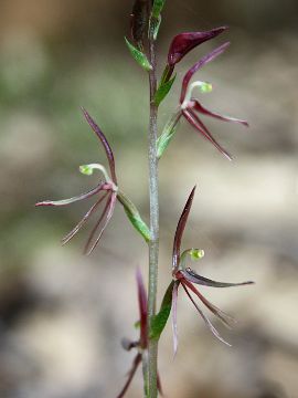 Cyrtostylis huegelii