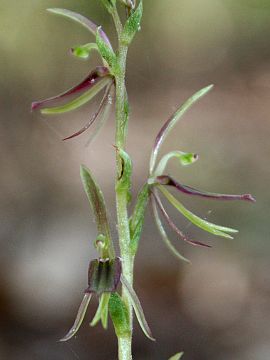 Cyrtostylis huegelii