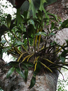 Dendrobium speciosum Dendrobium speciosum
