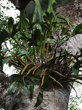 Dendrobium speciosum