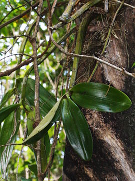 Dendrobium speciosum