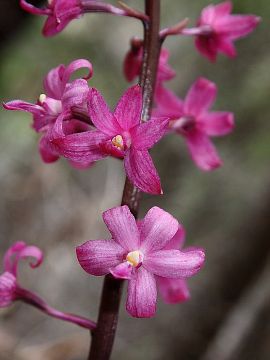 Dipodium roseum