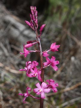 Dipodium roseum