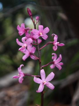 Dipodium roseum