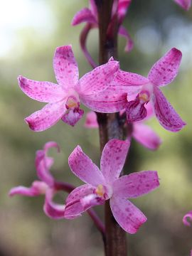 Dipodium roseum