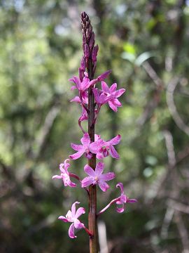 Dipodium roseum