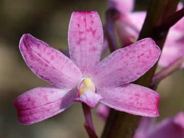 Dipodium roseum