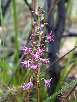 Dipodium variegatum