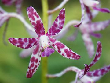 Dipodium variegatum