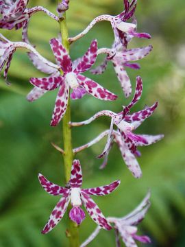 Dipodium variegatum