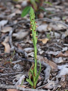 Disa bracteata