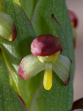 Disa bracteata