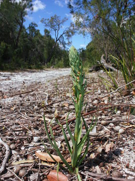 Disa bracteata