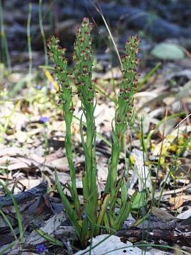 Disa bracteata