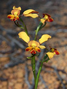 Diuris brachyscapa