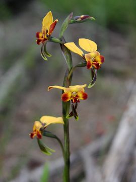 Diuris brachyscapa Diuris brachyscapa