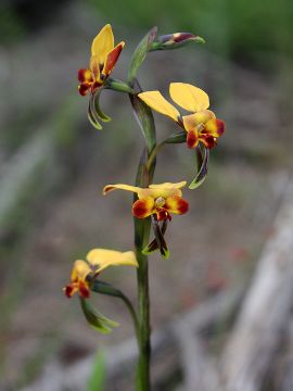 Diuris brachyscapa