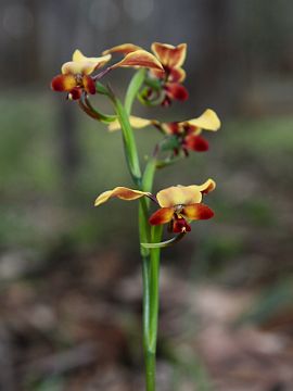 Diuris brachyscapa