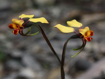 Diuris brachyscapa