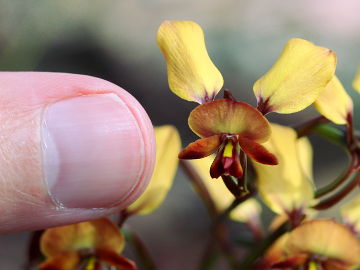 Diuris brachyscapa