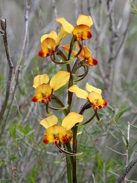 Diuris brumalis