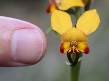 Diuris brumalis