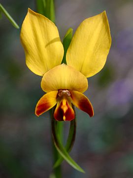 Diuris brumalis