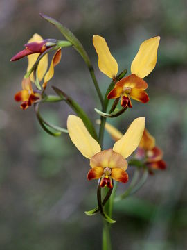 Diuris brumalis Diuris brumalis