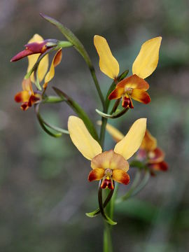 Diuris brumalis