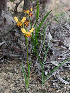 Diuris brumalis