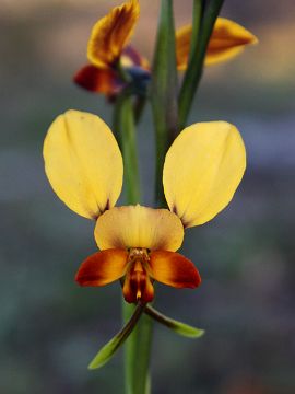 Diuris brumalis