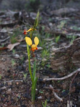 Diuris brumalis