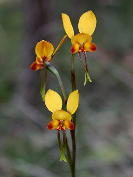 Diuris brumalis