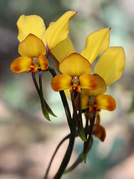 Diuris brumalis