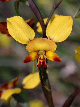 Diuris brumalis