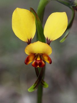 Diuris corymbosa