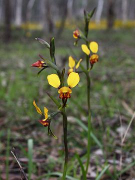 Diuris corymbosa